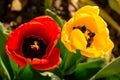 Two colored Tulip closeup of red and yellow Royalty Free Stock Photo