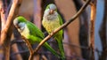 Two colorful amazon parrots sitting on a branch Royalty Free Stock Photo