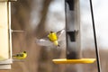 Two colorful American lesser goldfinch birds by a thistle bird feeder