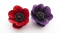 Two Anemone Flowers Red and Purple Royalty Free Stock Photo