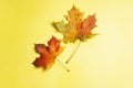 Two colorful autumn orange and red natural maple leaf isolated on white background. Top view. Royalty Free Stock Photo