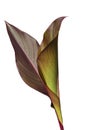 Two colorful big beautiful cannes leaves on white isolated background