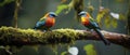 Two Colorful Birds Perched on Branch, Nature Wildlife Photo