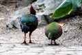 Two colorful birds walk on cobblestone path