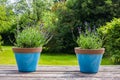 Two colorful blue flower pots on a garden table in a green garden