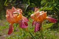 Two colorful bright iris flowers of yellow red pink shade close-up in the garden on a sunny day Royalty Free Stock Photo