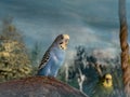 Two colorful budgerigars perched on branch Royalty Free Stock Photo