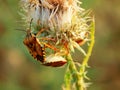 Two colorful bugs at the foot of an overblown burdock flower