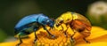 Two Colorful Bugs on Yellow Flower Royalty Free Stock Photo