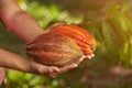 Two colorful cacao pods