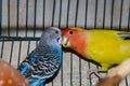 Colorful cage birds playing with each other Royalty Free Stock Photo