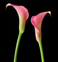 Two colorful Callas Zantedeschia, Zantedeschien isolated on black background, including clipping path. Royalty Free Stock Photo