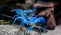 Two colorful Cherax quadricarinatus , an Australian freshwater blue crayfish, aka mini lobsters fighting aggressively for Royalty Free Stock Photo