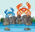 Two colorful crabs Royalty Free Stock Photo