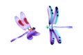 Two colorful dragonfly flying insects isolated