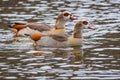 Two colorful Egyptian geese swimming Royalty Free Stock Photo