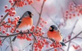 Two colorful Eurasian bullfinch amid vibrant red berries, showcasing nature's beauty in a serene winter setting. Royalty Free Stock Photo