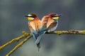 Two beautiful European bee-eaters Merops apiaster