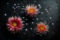 Two colorful flower heads sitting above a smooth black surface, with sparkling water drops Royalty Free Stock Photo