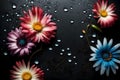 Two colorful flower heads sitting above a smooth black surface, with sparkling water drops Royalty Free Stock Photo