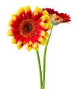 Two colorful Gerberas Daisies isolated on white background, including clipping path