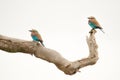 Two colorful lilac-breasted roller birds sit in a tree