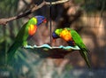 Two Colorful Lorikeets Eating From A Feeder Royalty Free Stock Photo