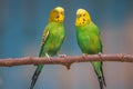 Two colorful love birds on tree branch Royalty Free Stock Photo