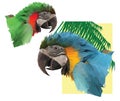 Two colorful macaw parrot`s
