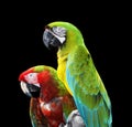 Two colorful macaw parrots