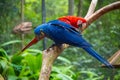Colorful macaw parrots perched on a tree branch, looking down Royalty Free Stock Photo