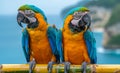 Two colorful macaws sitting on branch. A two parrots sitting on bamboo sticks Royalty Free Stock Photo