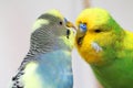 Two colorful male budgies - very good friends