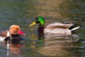 Two colorful male ducks swimming in water in morning sun Royalty Free Stock Photo