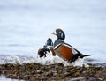 Two colorful male harlequin ducks stand on seaweed covered rocks as a small wave breaks over them
