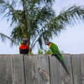 Two colorful parakeet birds looking at each other Royalty Free Stock Photo