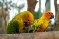 Two colorful parrots close-up on a branch eating the creals Royalty Free Stock Photo