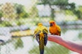 Two colorful parrots eating sunflower seed on hand holding