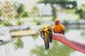 Two colorful parrots eating sunflower seed on hand holding