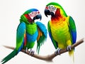 Two colorful parrots sit on a branch, Generative AI. Royalty Free Stock Photo