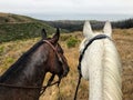 Two colorful quarter horses enjoying a long trail ride at Montana De Oro in California overlooking the ocean Royalty Free Stock Photo