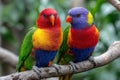Two Colorful Rainbow Lorikeets Perched on a Branch Royalty Free Stock Photo