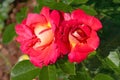 Two colorful red yellow roses Decor Arlequin in the city garden Royalty Free Stock Photo