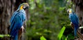 Two Colorful scarlet macaw perched on a branch Royalty Free Stock Photo