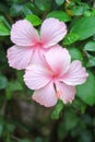 Two colorful sweet light pink hibiscus rosa sinensis flowers blooming on nature ornamental green leaves background at garden Royalty Free Stock Photo