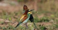 Two colorfull Bee eater sits on a branch in a sunny morning against natural background.