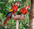 Two Colorfuls Macaws Royalty Free Stock Photo