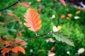 Two colors of the Autumn