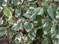 Green and beige Algerian ivy leaves on an ivy wall angle view Royalty Free Stock Photo