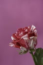 Two colors roses, white and pink Royalty Free Stock Photo